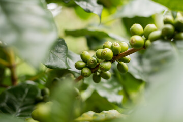 Arabica coffee, green Arabica coffee beans unripe on northern Thailand sources waiting for harvest to process