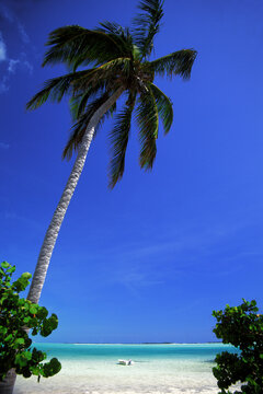Palm tree on a white sandy beach, New Providence, Bahamas.