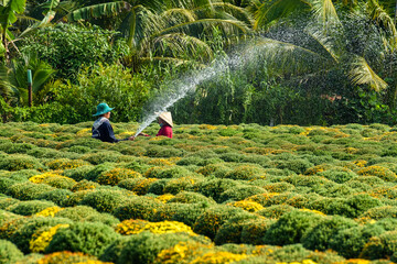 Cuc Mam Xoi or Chrysanthemum flower field, Sa Dec town. This is a very beautiful flower and on the...