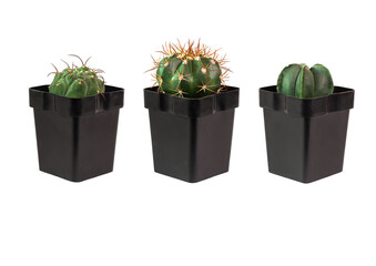 Cacti in pots isolated on white