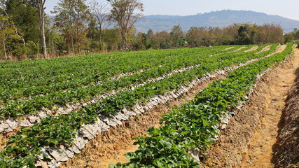 Planting strawberries on the farm. Green strawberry fields line up beautifully on a clear day against a green tree background with a blurry mountain range. Selective focus