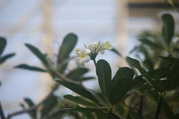 white flowers in the garden