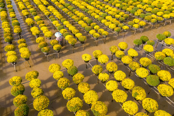 Cuc Mam Xoi or Chrysanthemum flower field, Sa Dec town. This is a very beautiful flower and on the...