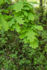 Fototapeta na wymiar Oak tree green foliage