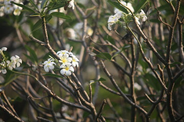 white flowers on a branch