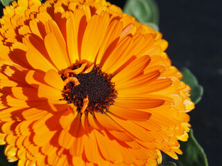 可愛いトウキンセンカの花