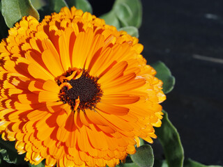 可愛いトウキンセンカの花