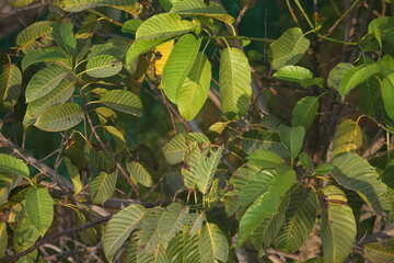 leaves on a branch