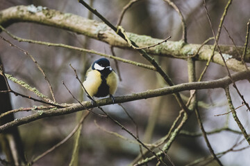 sitzende Kohlmeise im Winter