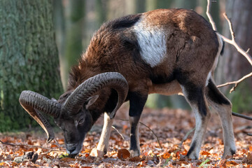 Mufflon im Wald