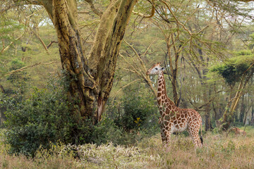 Wild Rothschild's giraffe in its beautiful forested natural landscape