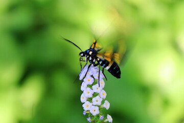 wasp on flower