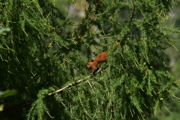 the squirrel sitting in the pine during summer season. Sciurus vulgaris in the morning