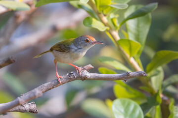 Dark necked Tailorbird in thailand
