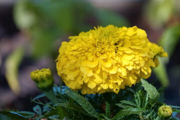 large yellow flowering plant