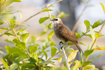 A yellow-vented bulbul perching on a branch 