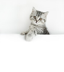 Face of little Scottish Straight kitten peeks out curiously from behind a white background with copy space. Baby cat looking into the camera