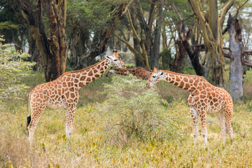 Wild Rothschild's giraffe couple in their beautiful forested natural landscape