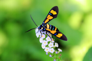 Obraz na płótnie Canvas wasp on a flower