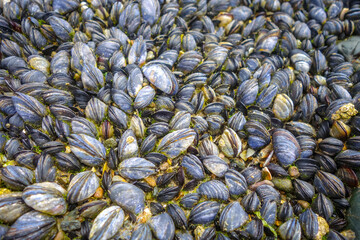 Mussels hanging on a rock