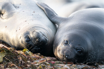 The southern elephant seal (Mirounga leonina)