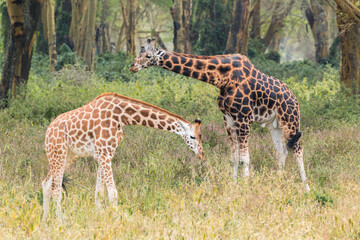 Naklejka na ściany i meble Wild Rothschild's giraffe couple in their beautiful forested natural landscape