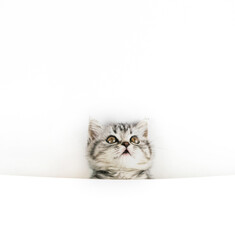 Face of little Scottish Straight kitten peeks out curiously from behind a white background with copy space. Portrait of baby cat looking up.