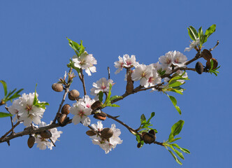 blooming almond tree with flower, almonds and sky