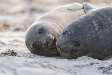 Fototapeta premium The southern elephant seal (Mirounga leonina)