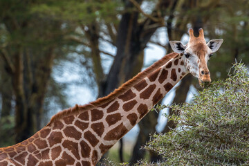 Wild Rothschild's giraffe in its beautiful forested natural landscape