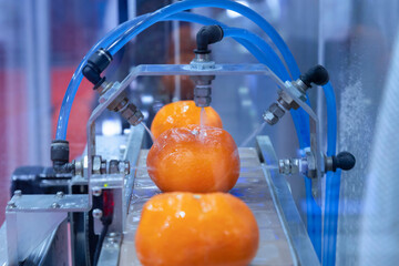 close up orange citrus washing on conveyor belt at fruits automation water spray cleaning machine...