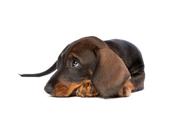 black and tan wire haired dachshund puppy isolated on white - 408567990