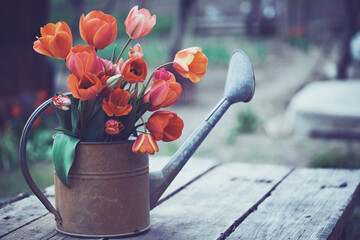 bouquet of red tulips in a watering can on a garden background © Sergii Mostovyi