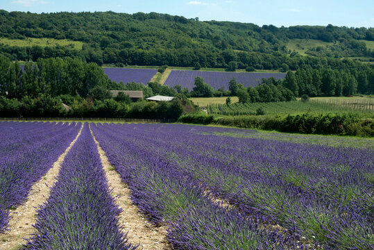 Lavender fields in the Kent countryside.