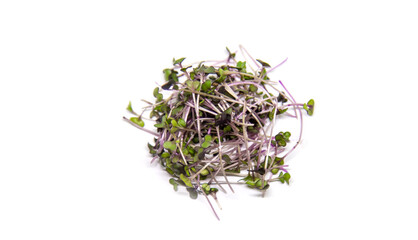 Red cabbage microgreen on a white background isolate. Selective focus.