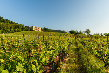 Blick über Weinberge zur Villa Ludwigshöhe bei Edenkoben, Pfalz, Rheinland-Pfalz, Deutschland 