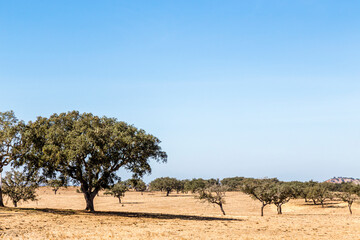 Fototapeta premium landscape in the Alentejo, Portugal