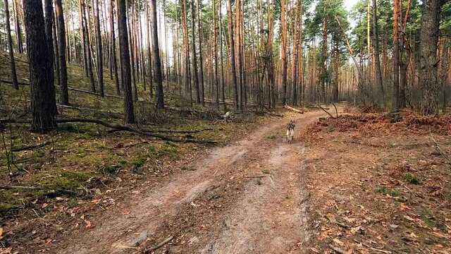 Czechoslovakian wolfdog runs along a forest road, dog Running through forest on dusty pathway dry leaves ground