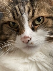 portrait of a cat © magda