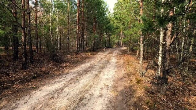 Czechoslovakian wolfdog runs along a forest road, dog Running through forest on dusty pathway dry leaves ground