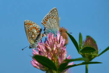 Polyommatus icarus - Hauhechel-Bläuling bei der Paarung