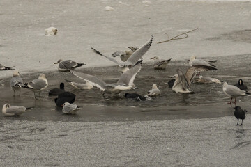 ptaki w przeręblu © Piotr