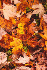 Herbstblätter