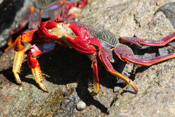 rote_Klippenkrabbe