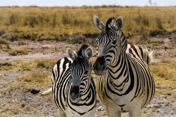 Zebra in the african wilderness 