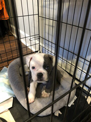 Puppy In Crate