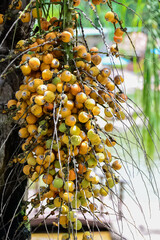 tree with fruits