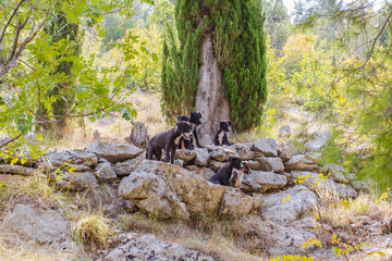 A pack of homeless puppies sitting on a fireplace near the town of Blagai. Bosnia and Herzegovina 