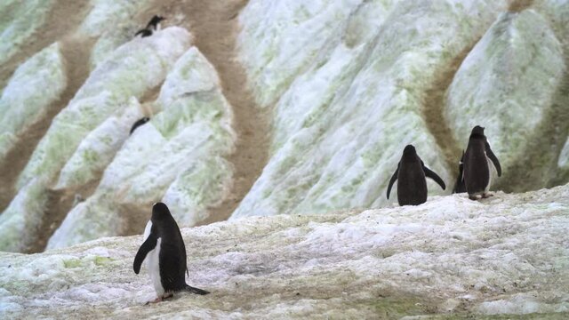 Gentoo Penguin (Pygoscelis papua) parent feeding a chick from beak to beak
