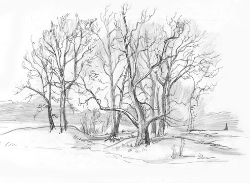 Group Of Trees In The Winter Using The Technique Of A Graphic Study 